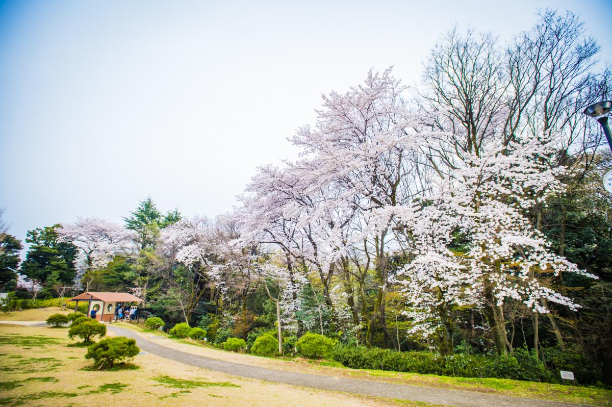 おとめ山公園 一般社団法人新宿観光振興協会